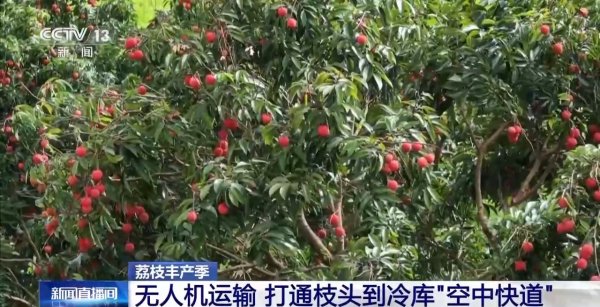 融智和 从岭南枝头到全球餐桌 广东荔枝解锁“四季鲜”密码_大皖新闻 | 安徽网