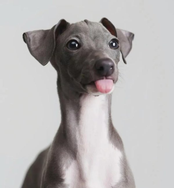 创牛配资 对养狗人是持什么态度